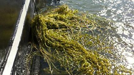 Overlast wier rondom Markermeer en Randmeren